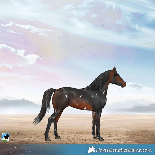 Horse Color:White Spotted Bay