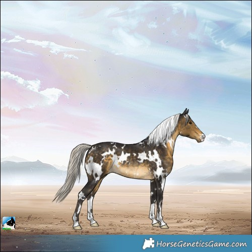 Horse Color:White Spotted Silver Buckskin