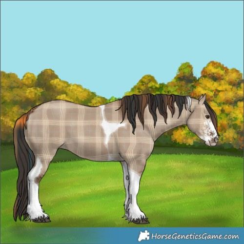 Horse Color:Plaid Liver Red Dun Sabino Tobiano