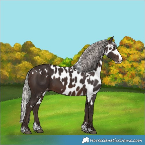 Horse Color:White Spotted Silver Brown Splash Skewed Appaloosa 