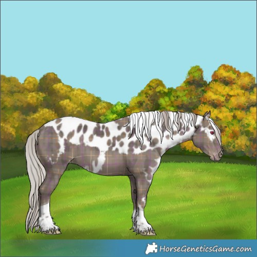Horse Color:Plaid Silver Black Tobiano Skewed Appaloosa