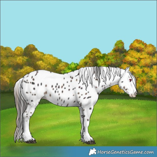 Horse Color:Plaid  Liver Chestnut Tobiano Skewed Appaloosa 