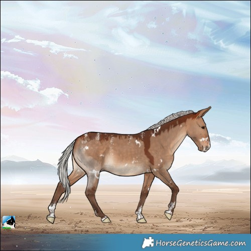 Horse Color:Powder White White Spotted Silver Bay Dun Splash Rabicano