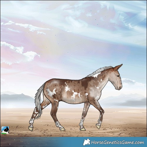 Horse Color:White Spotted Silver Bay Dun Rabicano Brindle 