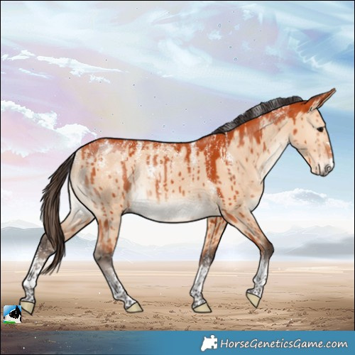 Horse Color:Powder White Bay Dun Rabicano Brindle 