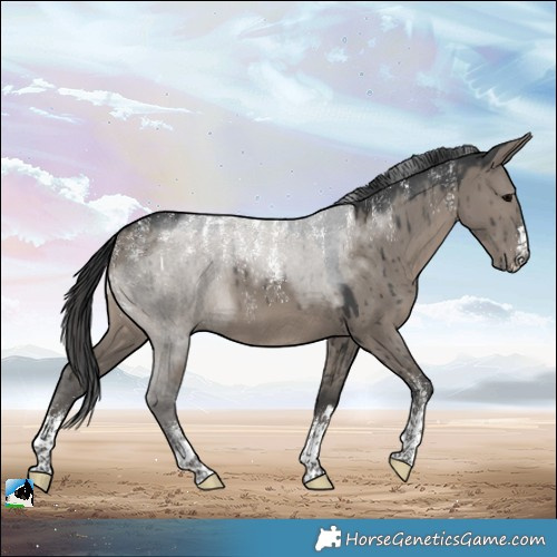 Horse Color:Powder White Grullo Brindle