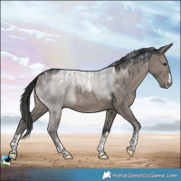 Horse Color:Powder White Grullo Brindle