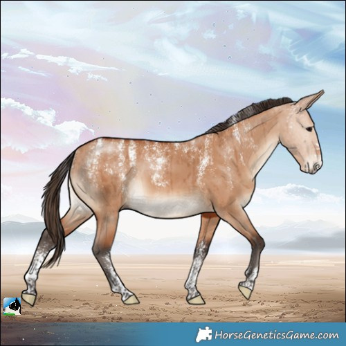 Horse Color:Powder White Bay Dun Brindle