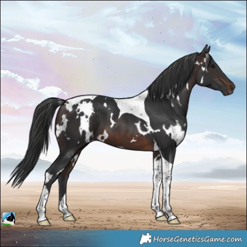 Horse Color:White Spotted Brown Tobiano 