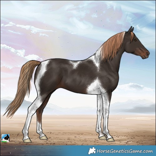 Horse Color:Liver Chestnut Tobiano 