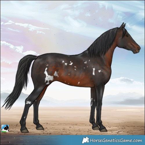 Horse Color:White Spotted Brown 
