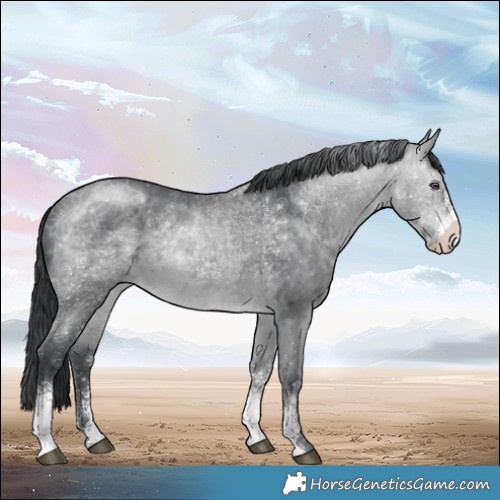 Horse Color:Brown Chinchilla Sabino Rabicano 