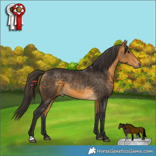 Horse Color:Buckskin