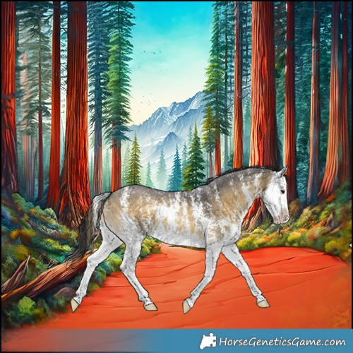 Horse Color:Buckskin Onyx Sabino Splash Appaloosa 