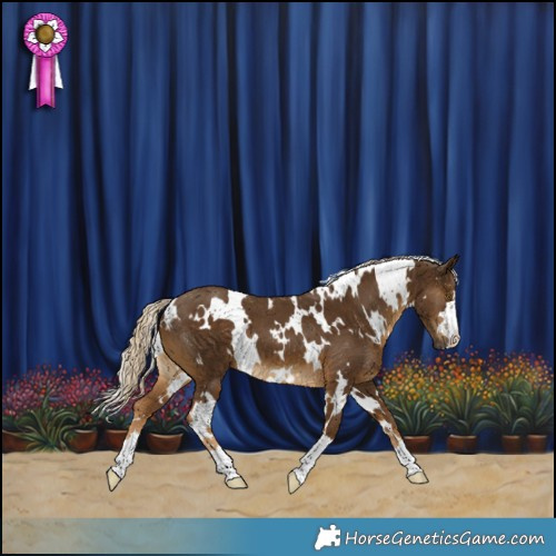 Horse Color:White Spotted Chocolate Palomino