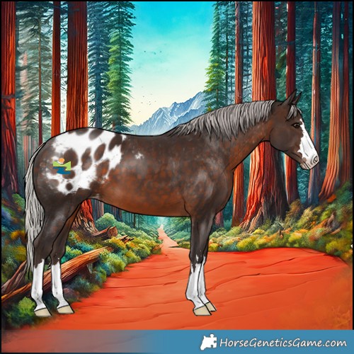 Horse Color:Silver Brown Blanket 