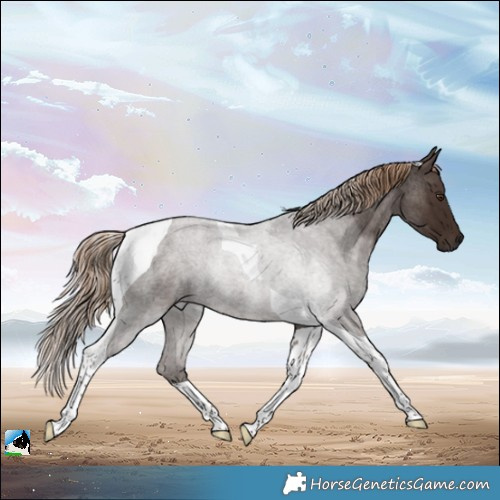 Horse Color:Liver Red Roan Tobiano Rabicano 