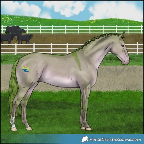 Horse Color:Watercolor Liver Red Dun Appaloosa