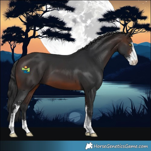 Horse Color:Brown Sabino 