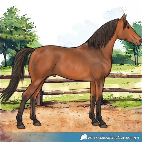 Horse Color:Bay 