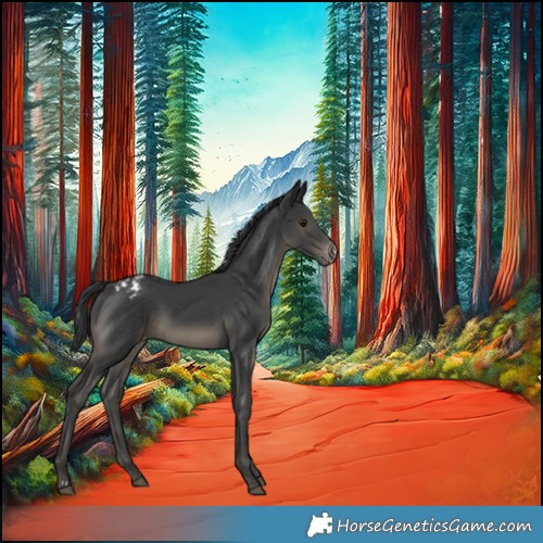 Horse Color:Black Appaloosa 