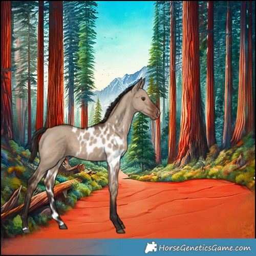 Horse Color:Liver Red Dun Skewed Appaloosa 