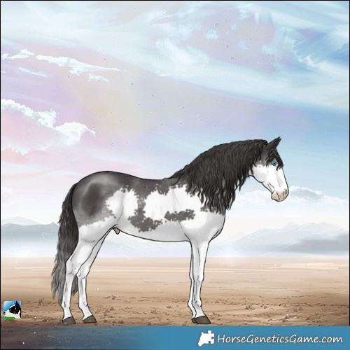 Horse Color:Smoky Black Mushroom Splash 