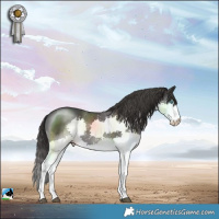 Horse Color:Smoky Black Mushroom Splash