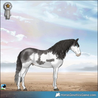 Horse Color:Smoky Black Mushroom Splash