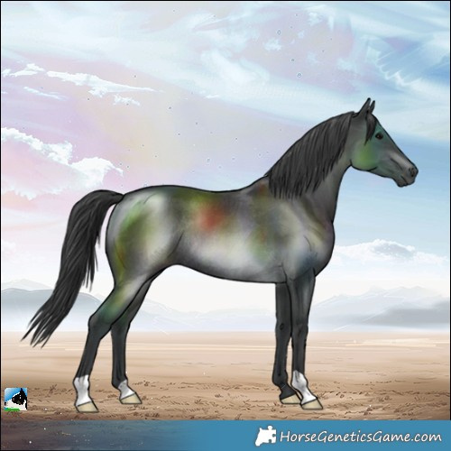 Horse Color:Black Rabicano