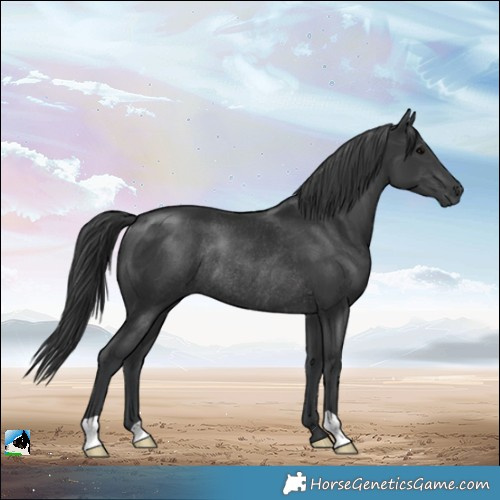 Horse Color:Black Rabicano 
