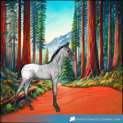 Horse Color:Blue Roan Appaloosa 