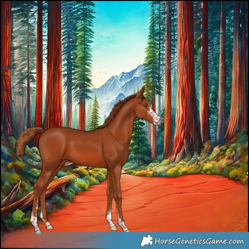 Horse Color:Chestnut Sabino 