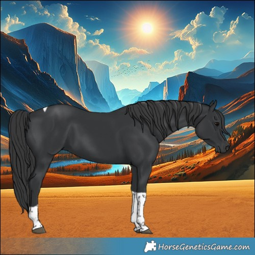Horse Color:Black Tobiano
