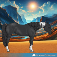 Horse Color:Black Tobiano