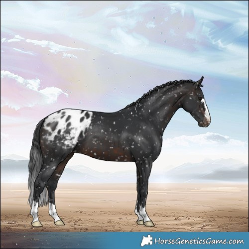 Horse Color:Brown Snowflake Varnish