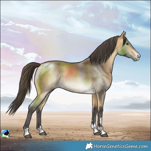 Horse Color:Buckskin Mushroom Rabicano 