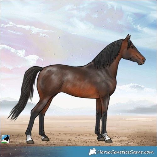 Horse Color:Brown Rabicano 