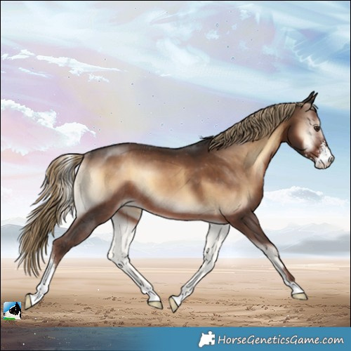 Horse Color:Liver Red Onyx Sabino Appaloosa Rabicano