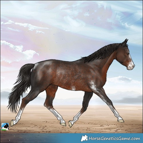 Horse Color:Liver Chestnut Sabino Rabicano 