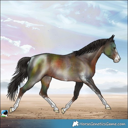 Horse Color:Liver Chestnut Sabino Rabicano 
