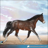 Horse Color:Liver Chestnut Sabino Rabicano