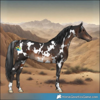 Horse Color:White Spotted Brown 