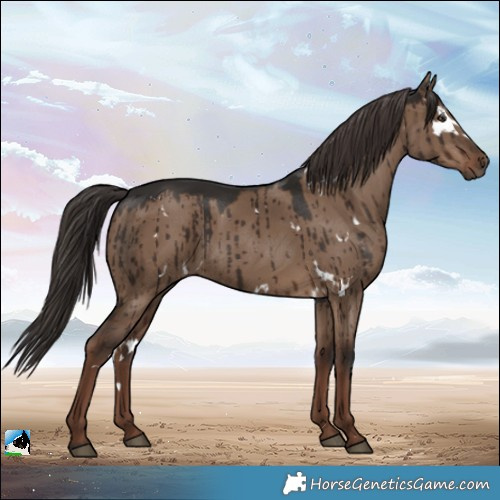 Horse Color:White Spotted Liver Red Dun Rabicano Brindle