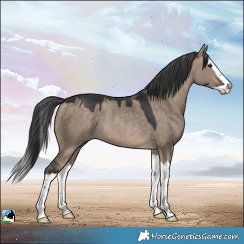 Horse Color:Brown Dun Splash Rabicano