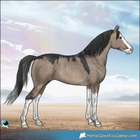 Horse Color:Brown Dun Splash Rabicano 