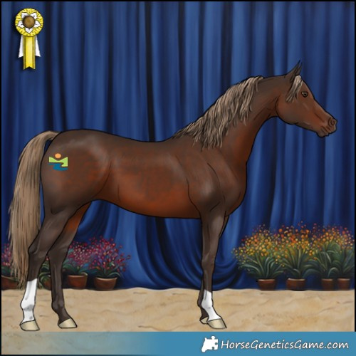 Horse Color:Liver Chestnut 