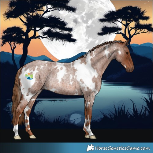 Horse Color:White Spotted Red Roan Rabicano 