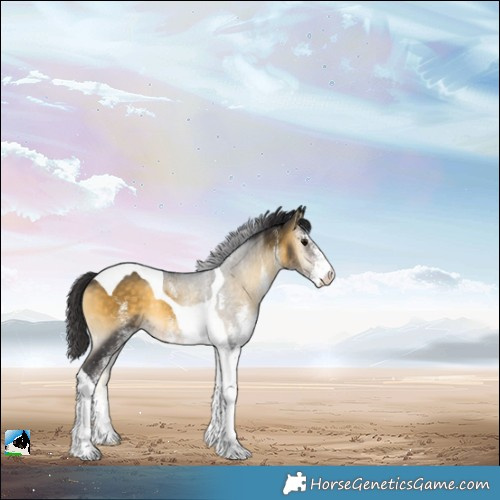Horse Color:White Spotted Buckskin Onyx Tobiano Rabicano