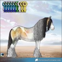 Horse Color:White Spotted Buckskin Onyx Tobiano Rabicano 